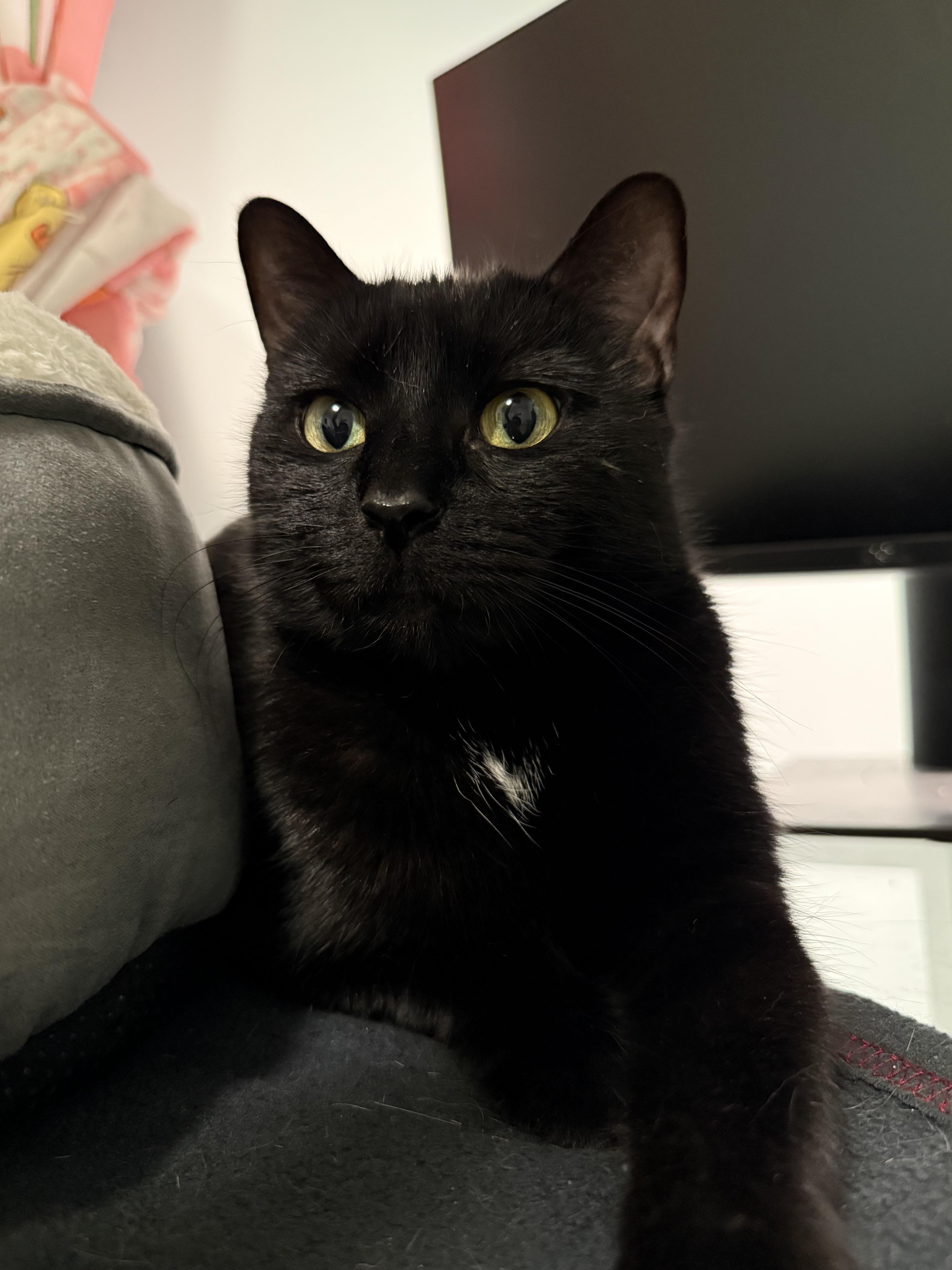 J.Jill, a ADOPTABLE Domestic Short Hair in Melrose, MA image 2/4