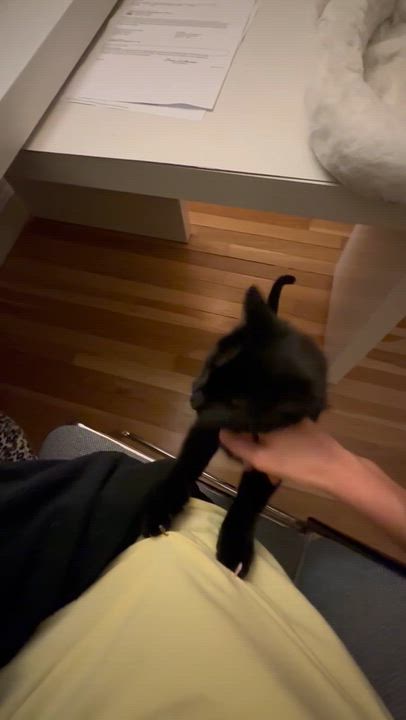 Enlarge J.Jill, a ADOPTABLE Domestic Short Hair in Melrose, MA video 4/4