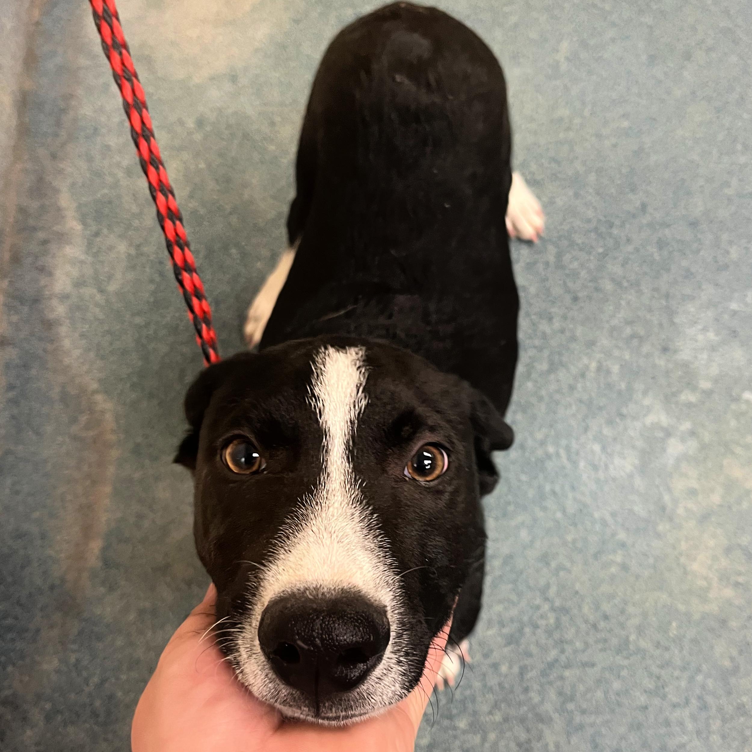 Turbo, an adoptable Border Collie in Lindon, UT, 84042 | Photo Image 4