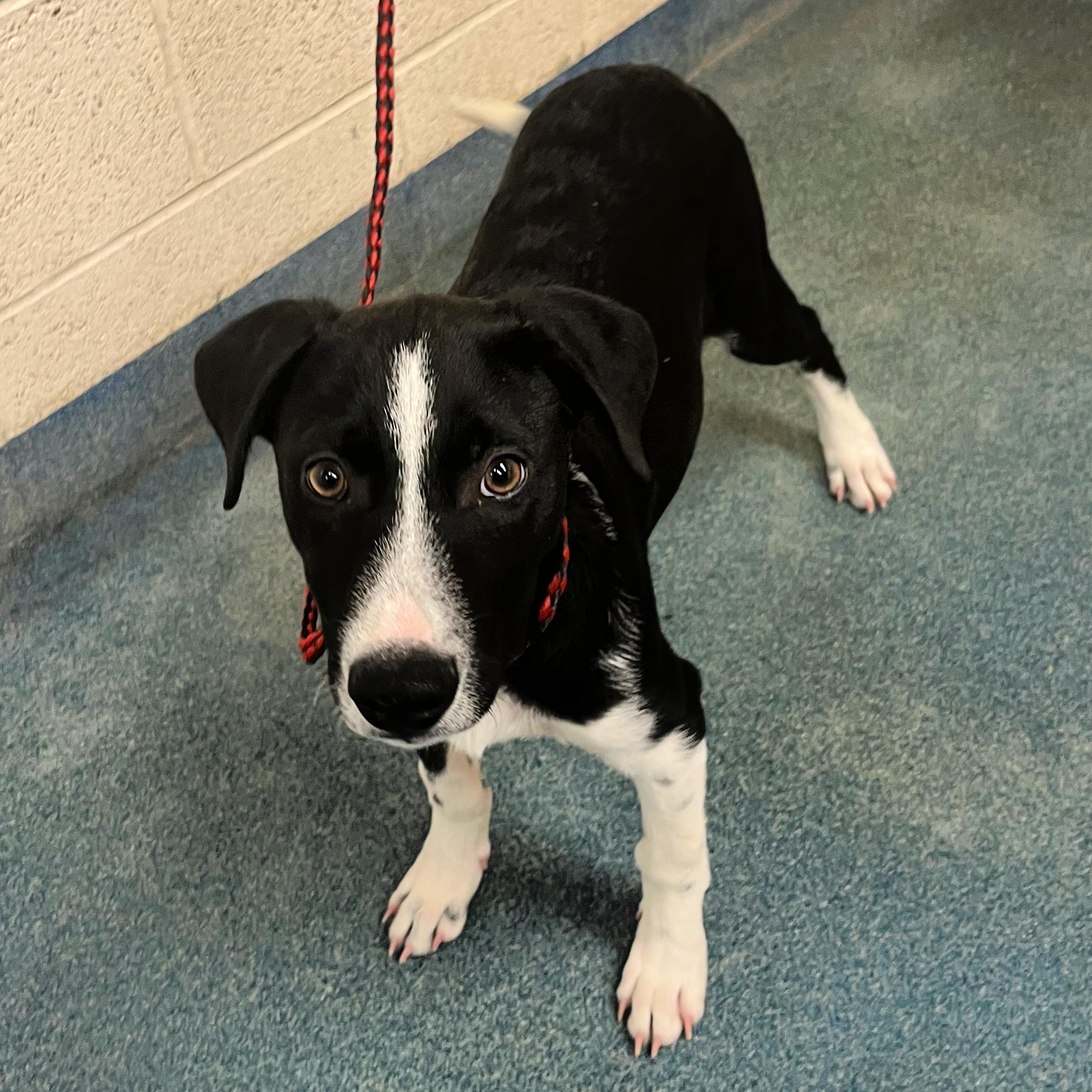Turbo, an adoptable Border Collie in Lindon, UT, 84042 | Photo Image 3