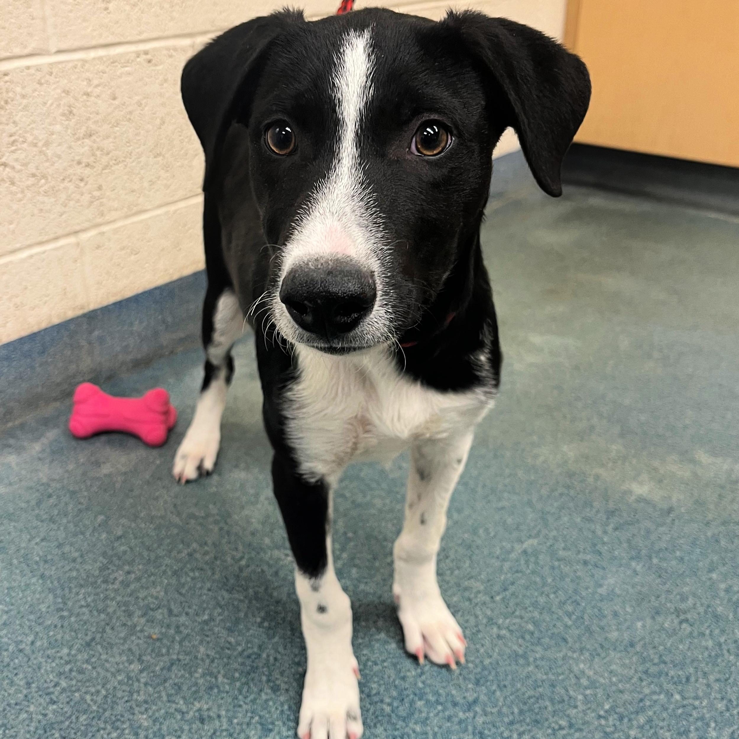 Turbo, an adoptable Border Collie in Lindon, UT, 84042 | Photo Image 1