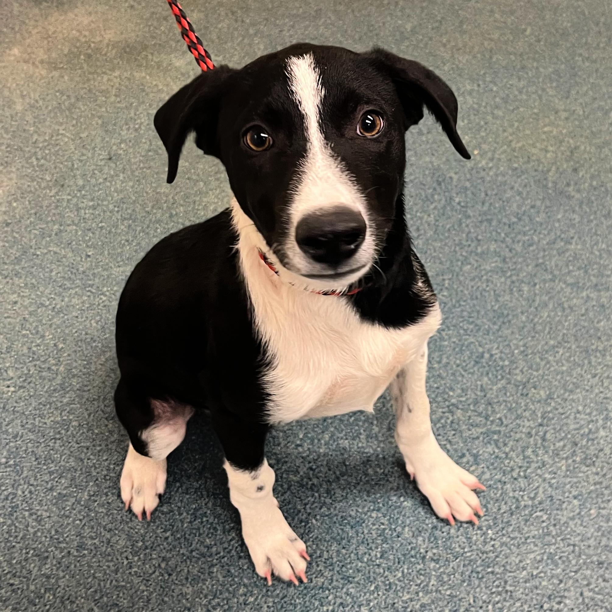 Turbo, an adoptable Border Collie in Lindon, UT, 84042 | Photo Image 2
