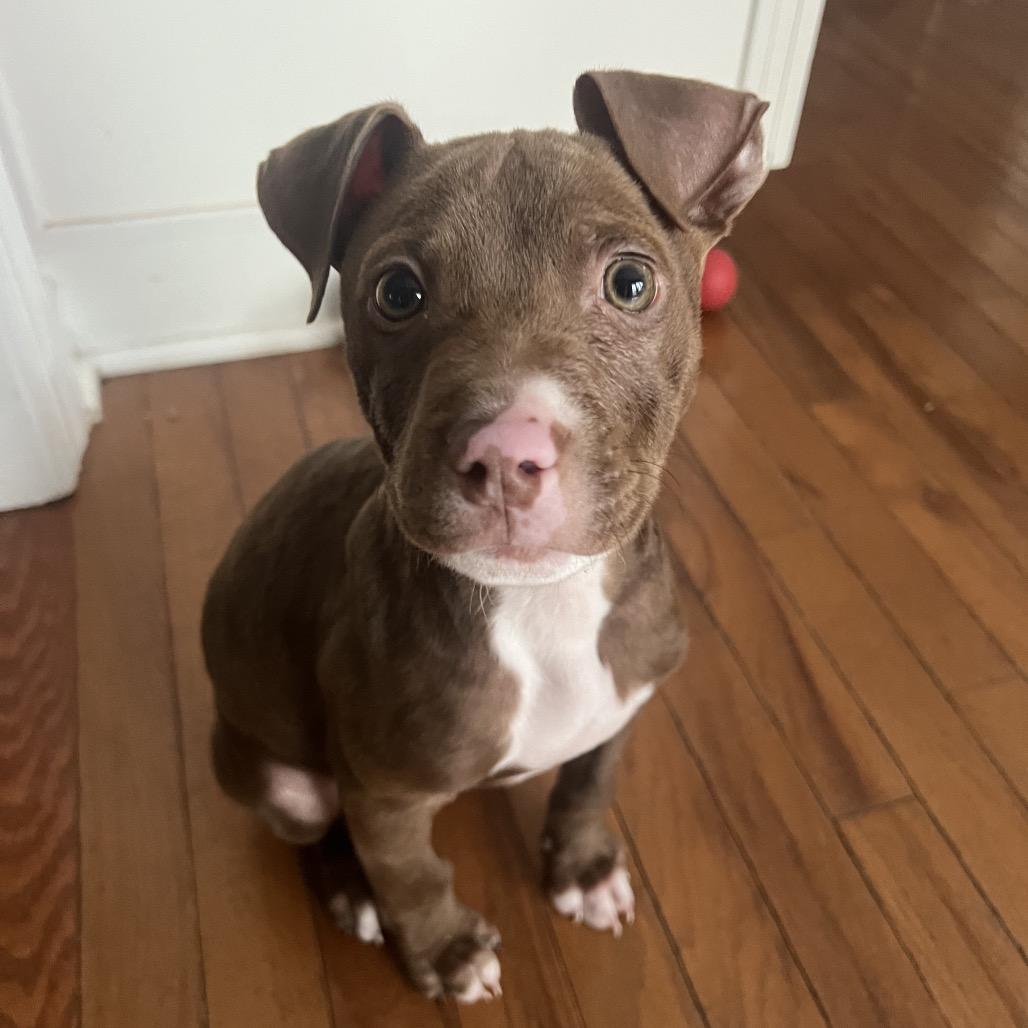 Olaf, Adoptable, Puppy Male Mixed Breed.