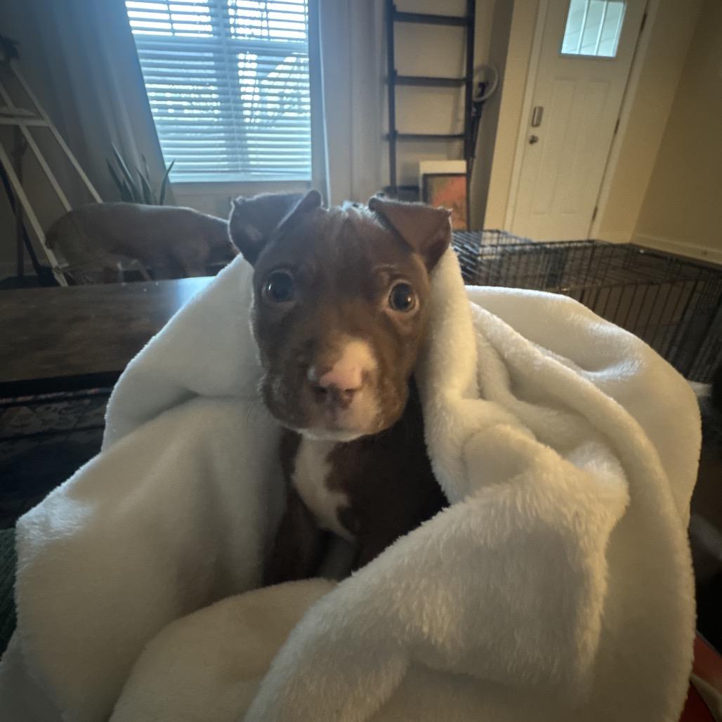 Enlarge Olaf, a Adoptable Mixed Breed in Raleigh, NC image 2/5