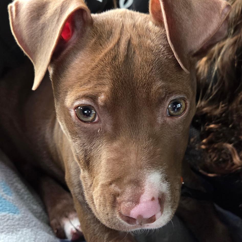 Enlarge Olaf, a Adoptable Mixed Breed in Raleigh, NC image 3/5