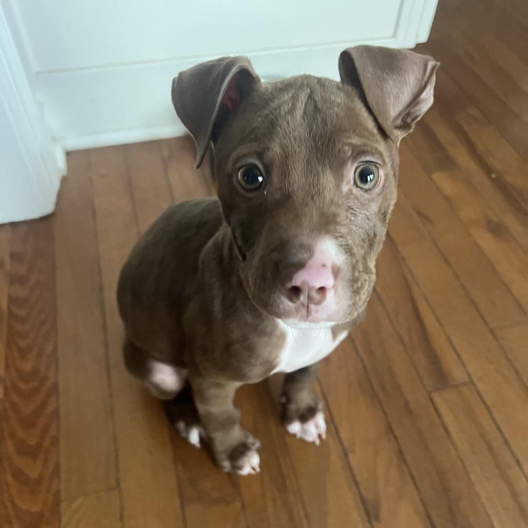 Enlarge Olaf, a Adoptable Mixed Breed in Raleigh, NC image 5/5