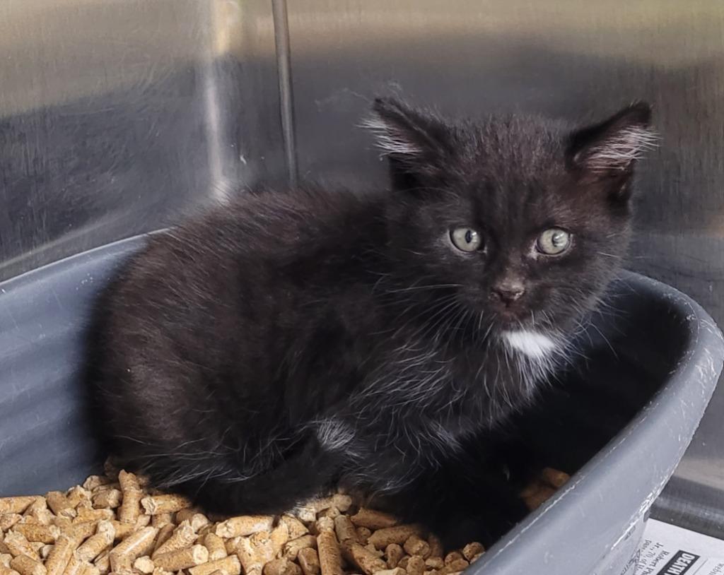 Clawdine, Adoptable, Kitten Female Domestic Short Hair.
