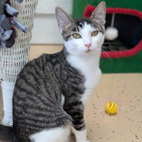 Lime, Adoptable, Young Female Domestic Short Hair.