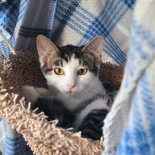 Enlarge Lime, a Adoptable Domestic Short Hair in Elizabeth, IL image 3/6