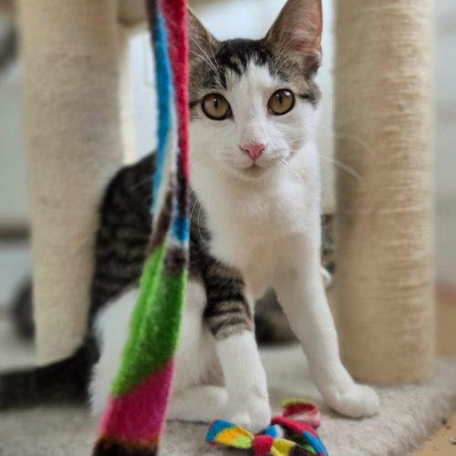 Enlarge Lime, a Adoptable Domestic Short Hair in Elizabeth, IL image 4/6