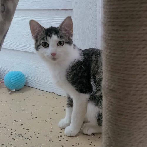 Enlarge Lime, a Adoptable Domestic Short Hair in Elizabeth, IL image 5/6