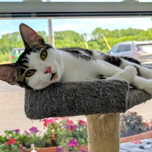 Enlarge Lime, a Adoptable Domestic Short Hair in Elizabeth, IL image 6/6