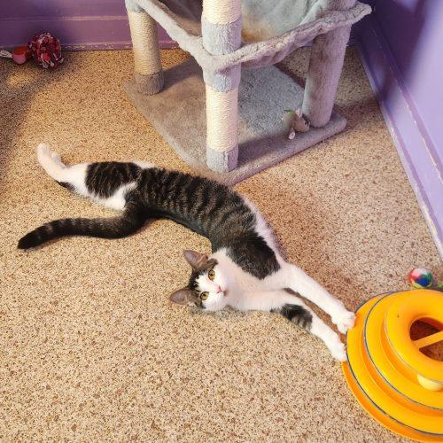 Enlarge Lime, a Adoptable Domestic Short Hair in Elizabeth, IL image 2/6