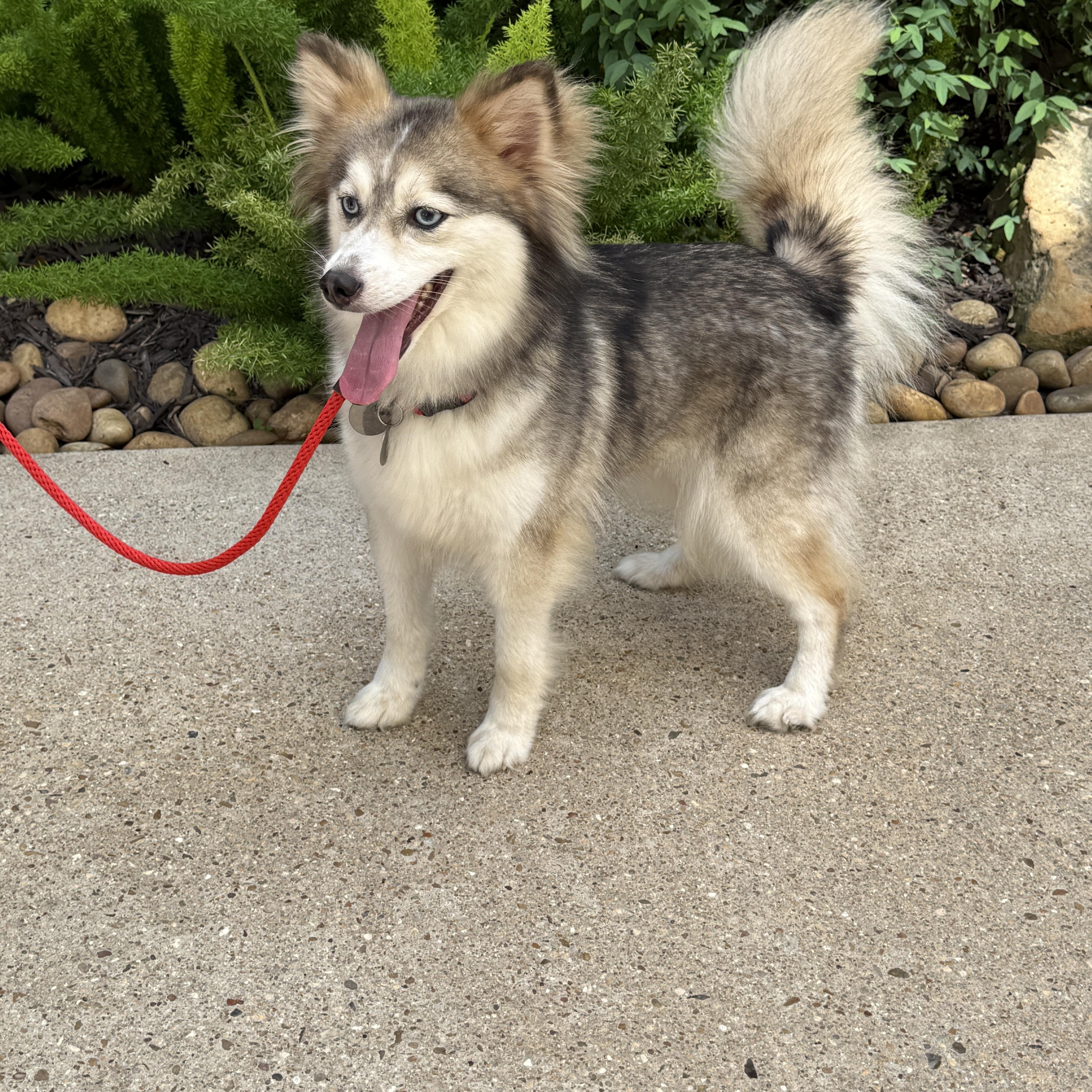 Kate & Hudson, an adoptable Pomsky in Bronx , NY, 10456 | Photo Image 4