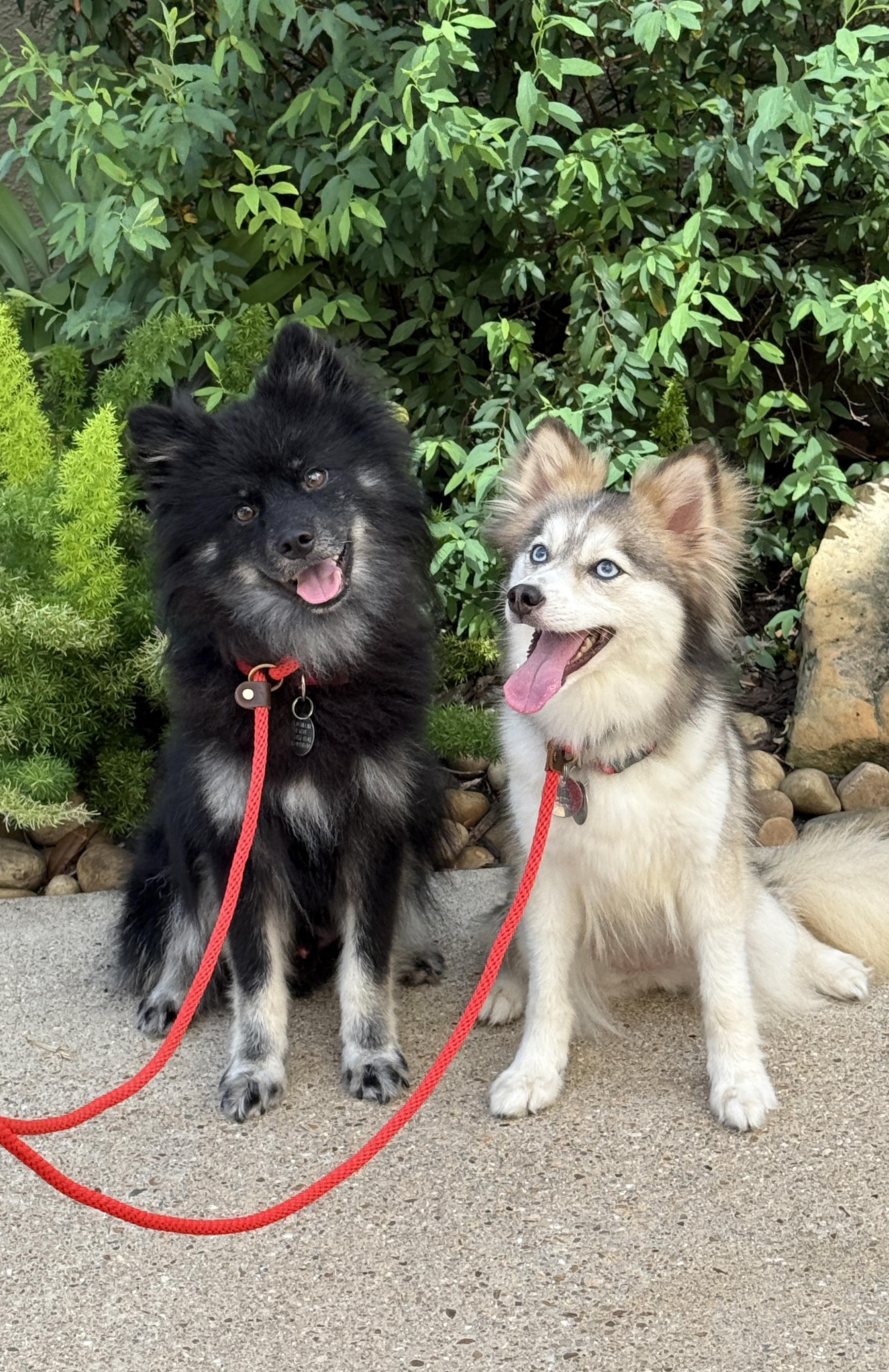 Kate & Hudson, an adoptable Pomsky in Bronx , NY, 10456 | Photo Image 3