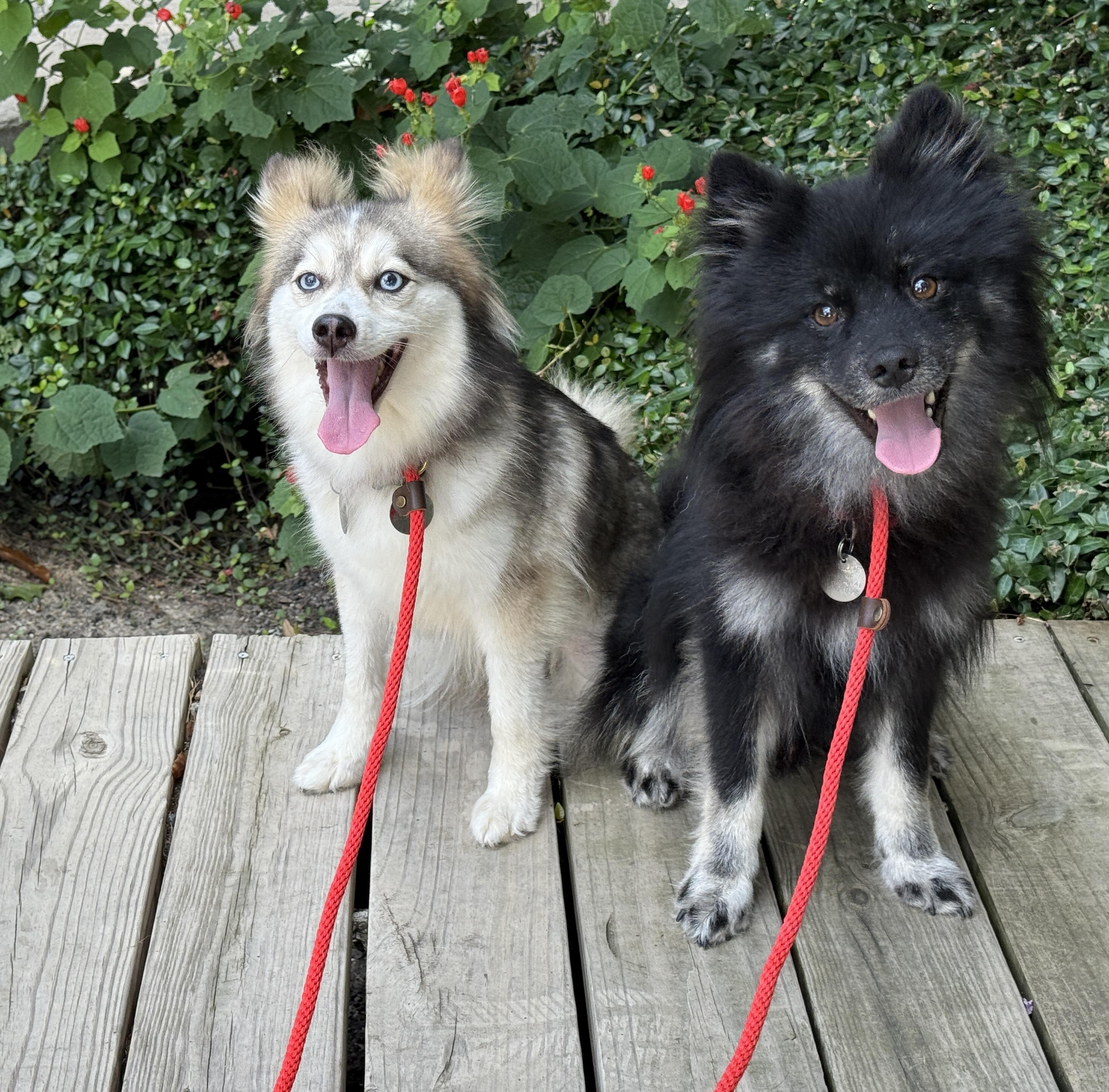 Kate & Hudson Pomsky Dog