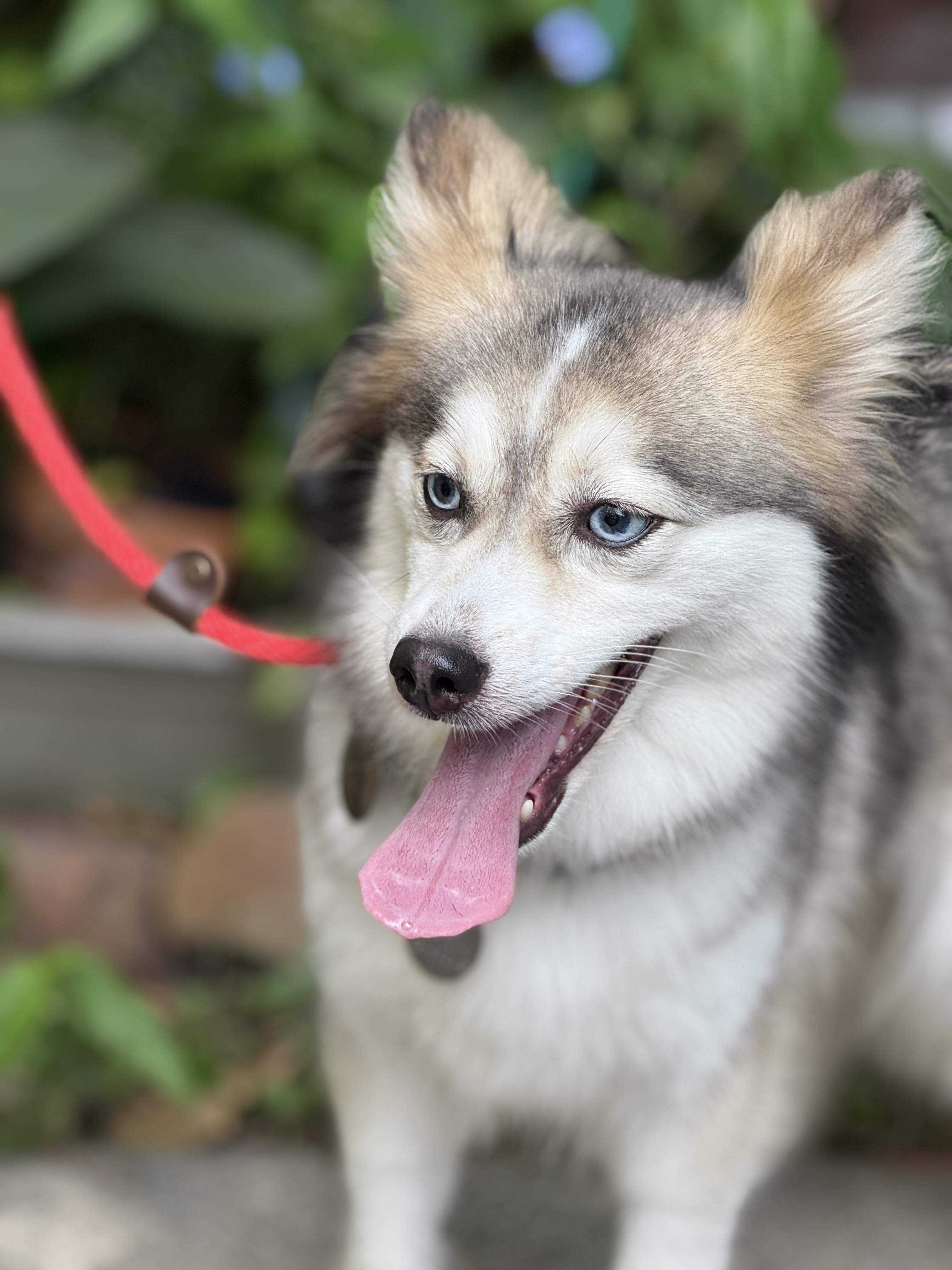 Kate & Hudson, an adoptable Pomsky in Bronx , NY, 10456 | Photo Image 5