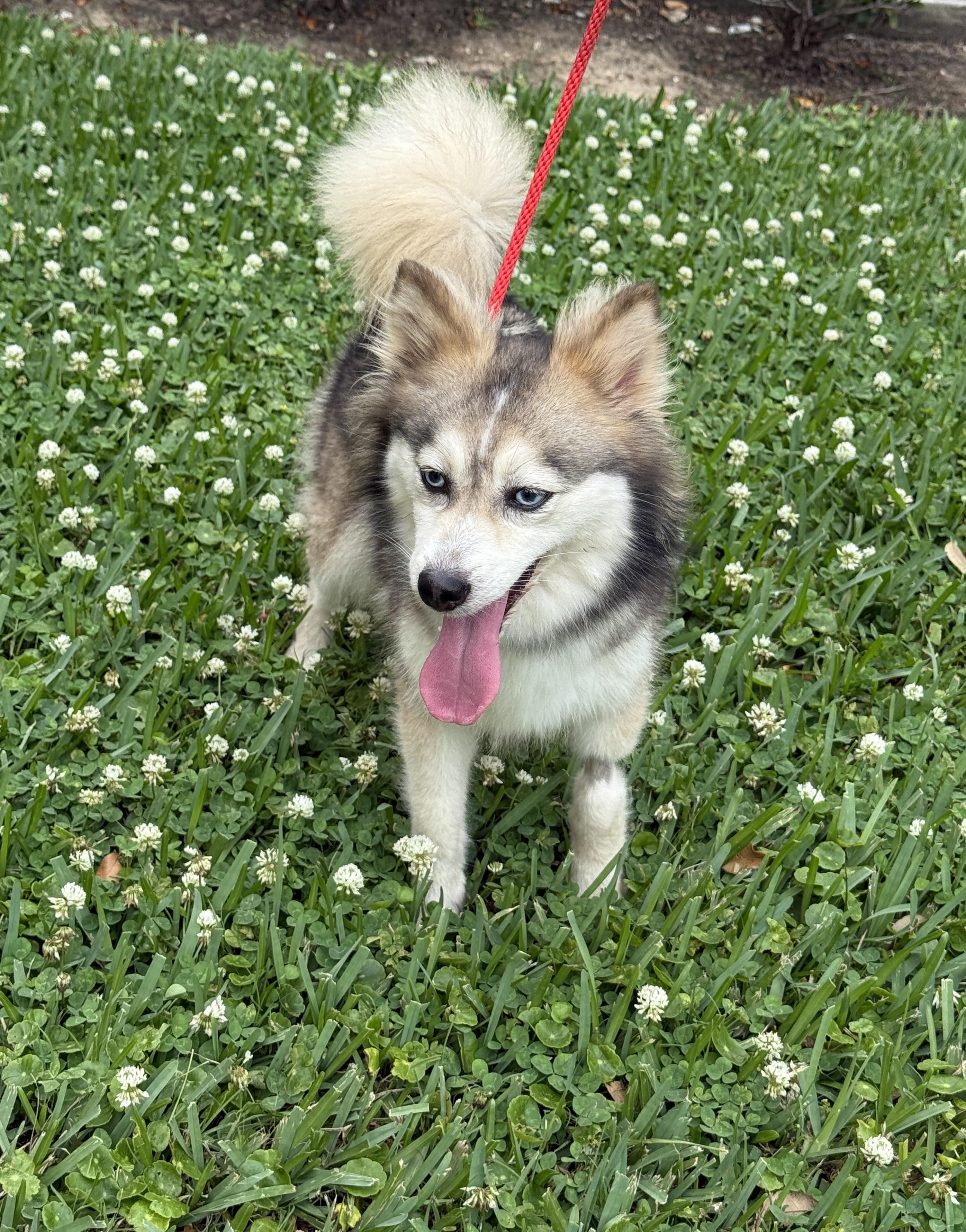 Kate & Hudson, an adoptable Pomsky in Bronx , NY, 10456 | Photo Image 6