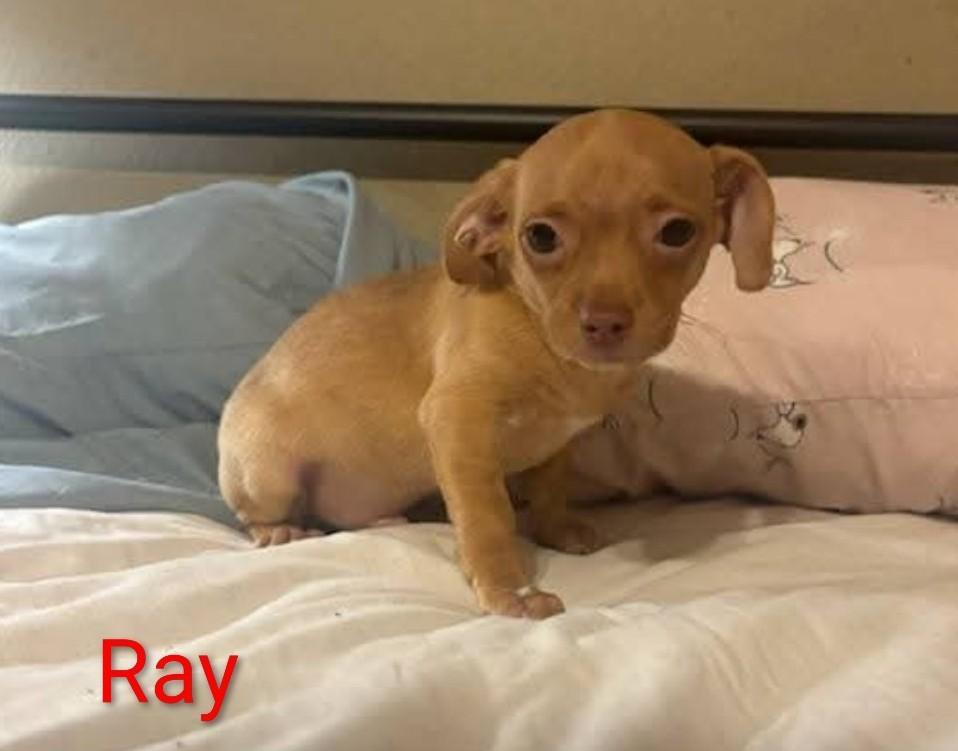 Enlarge Ray, a Adoptable mixed breed in Mary Esther, FL image 2/2