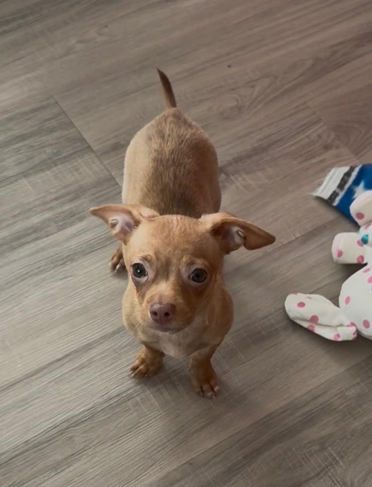 Enlarge Ray, a Adoptable mixed breed in Mary Esther, FL image 1/2