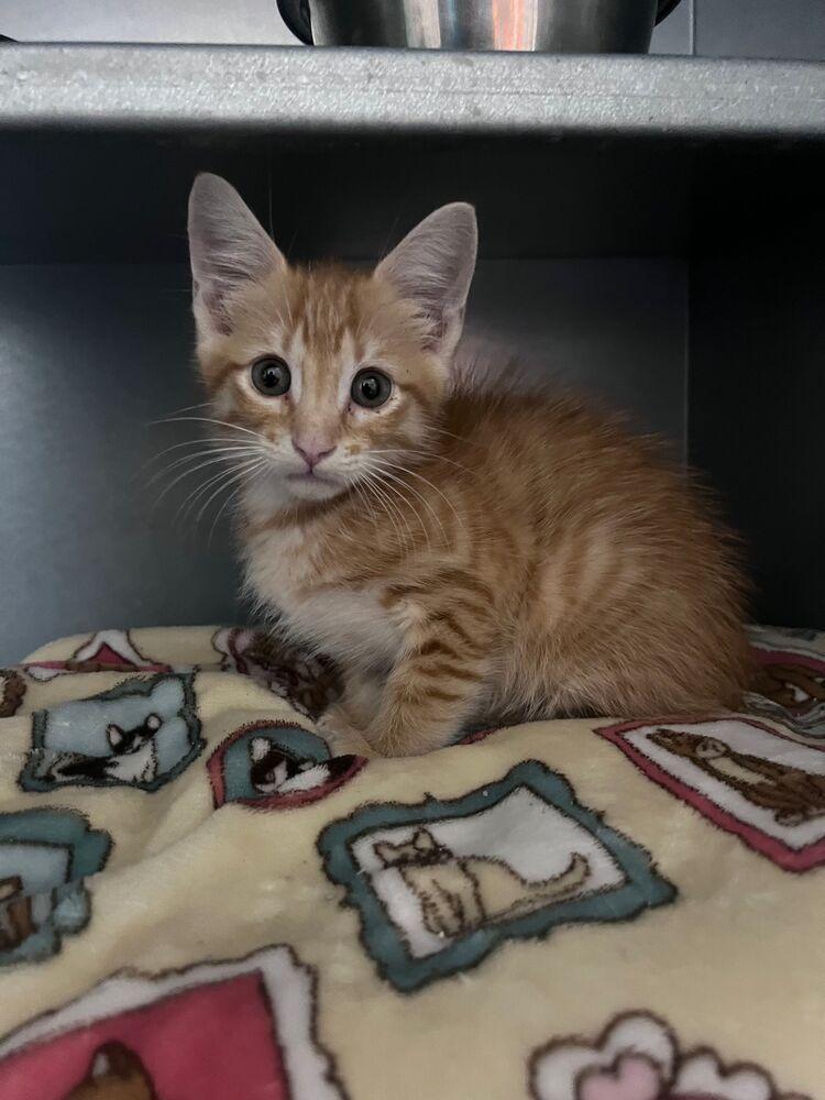 Ricky Bobby, Adoptable, Kitten Male Domestic Short Hair.