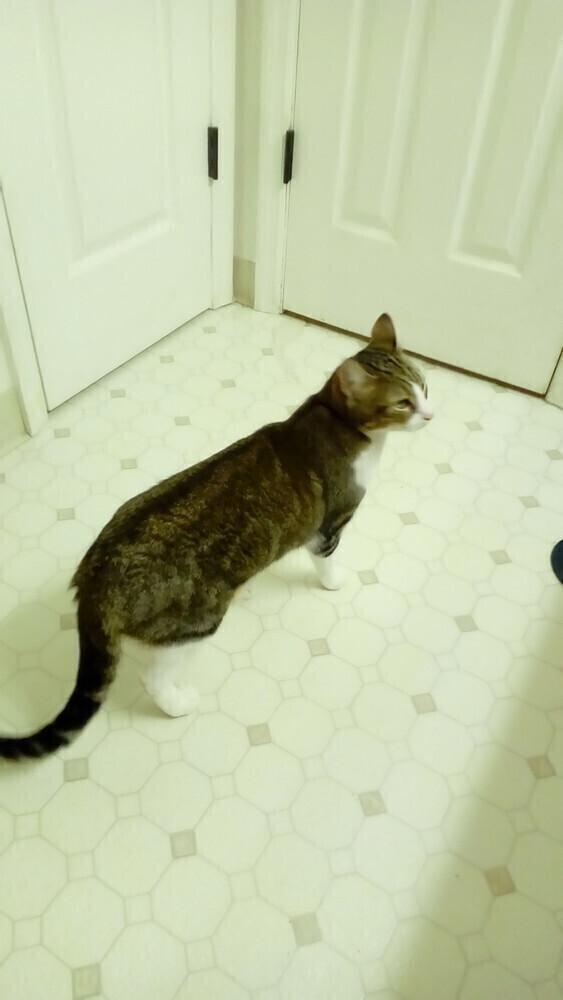 Enlarge Jasmine, a Adoptable Domestic Short Hair in Fayetteville, TN image 1/4