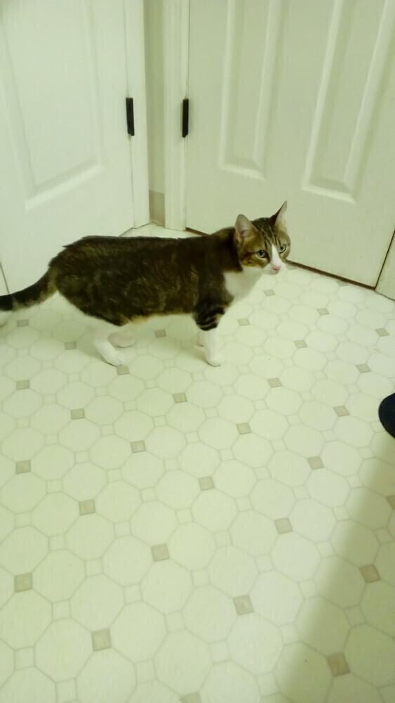 Enlarge Jasmine, a Adoptable Domestic Short Hair in Fayetteville, TN image 2/4