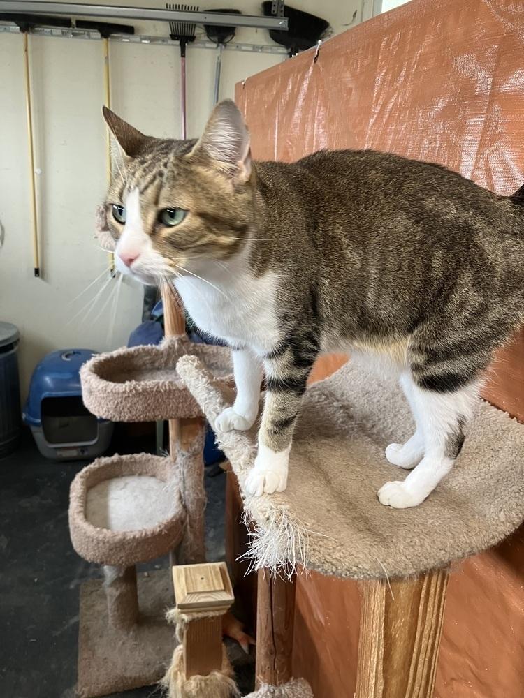 Enlarge Jasmine, a Adoptable Domestic Short Hair in Fayetteville, TN image 3/4