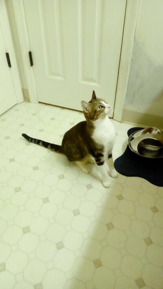 Enlarge Jasmine, a Adoptable Domestic Short Hair in Fayetteville, TN image 4/4