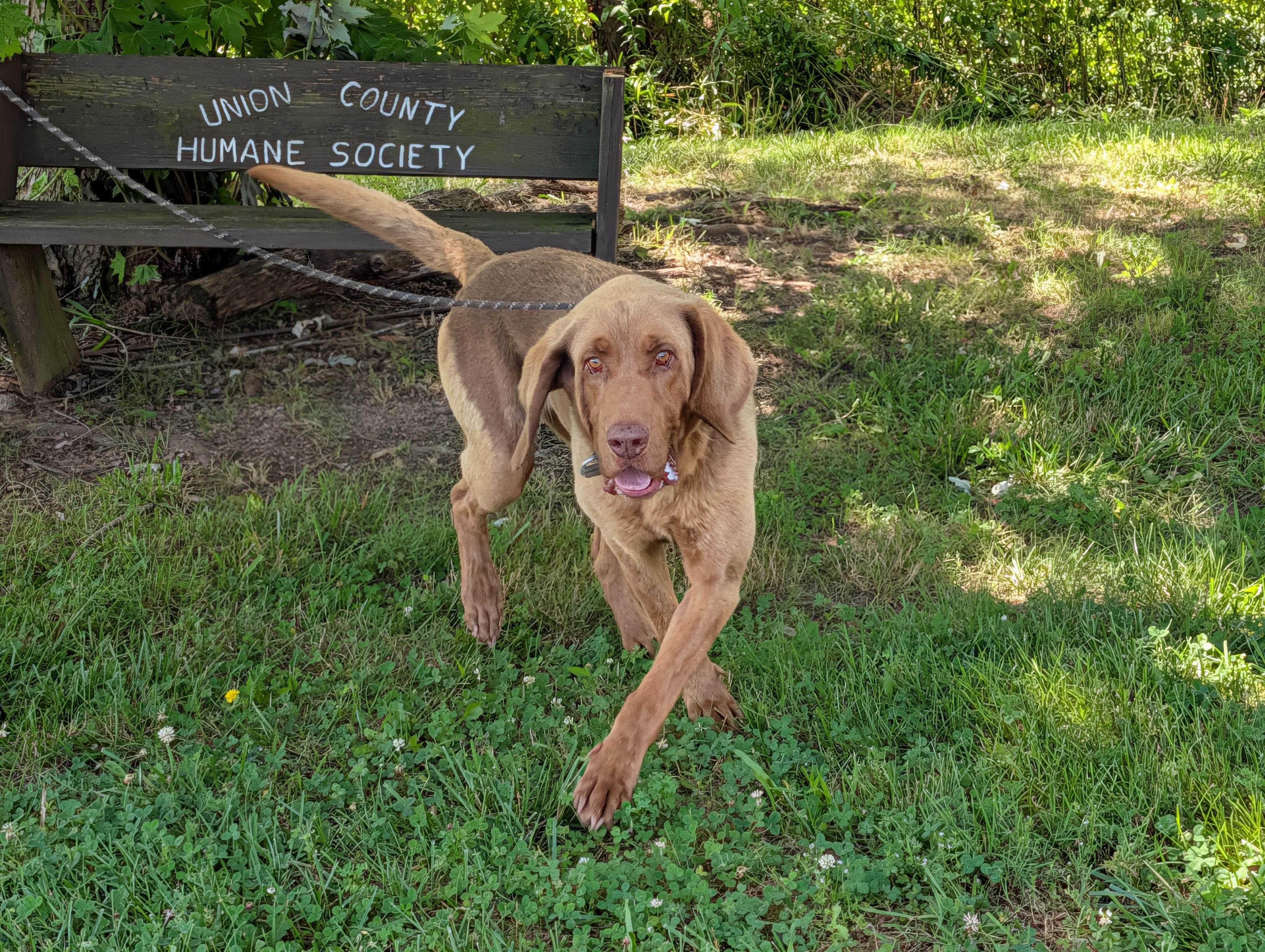 Copper, a ADOPTABLE mixed breed in Maynardville, TN image 1/2