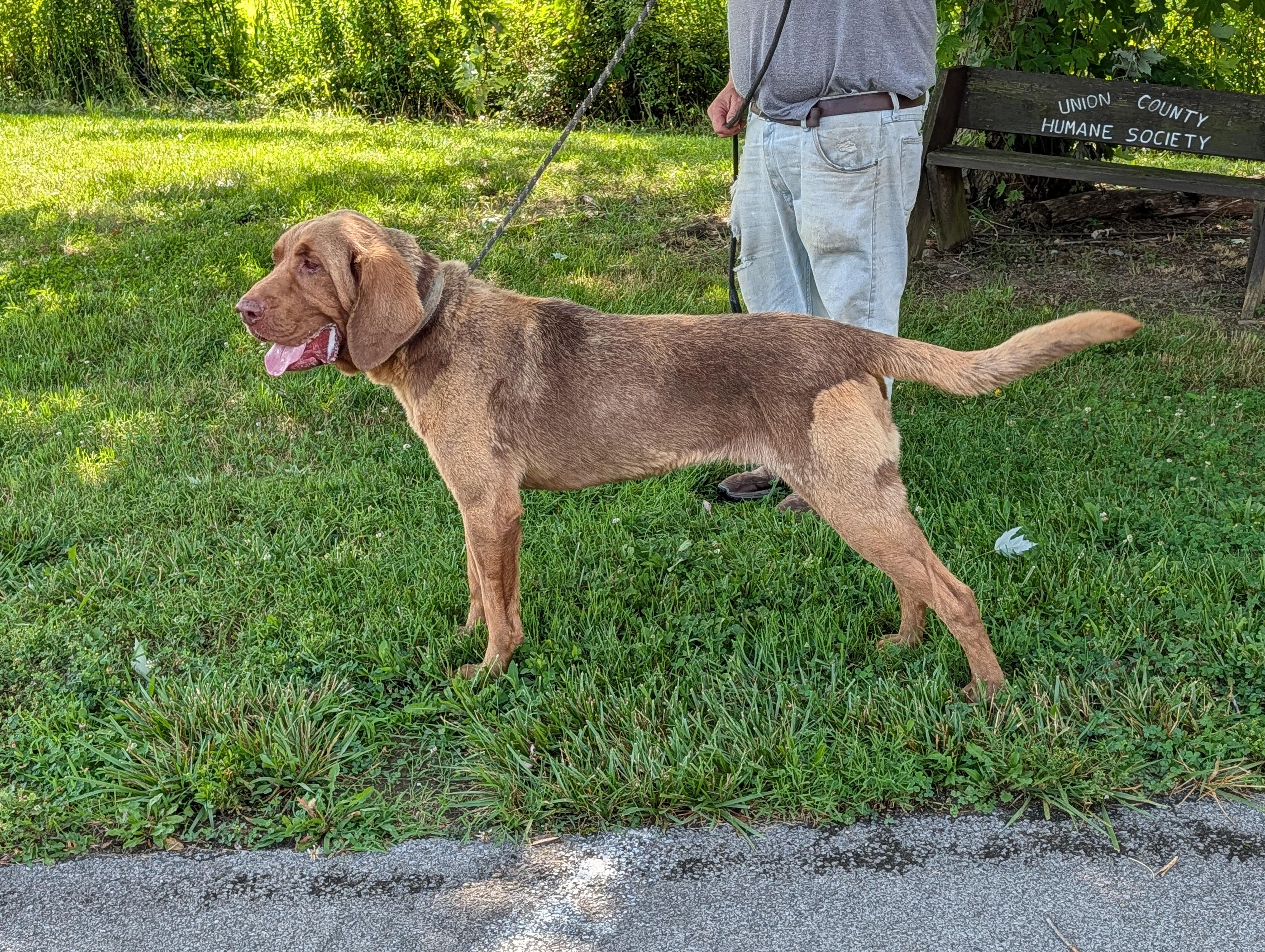 Copper, a ADOPTABLE mixed breed in Maynardville, TN image 2/2