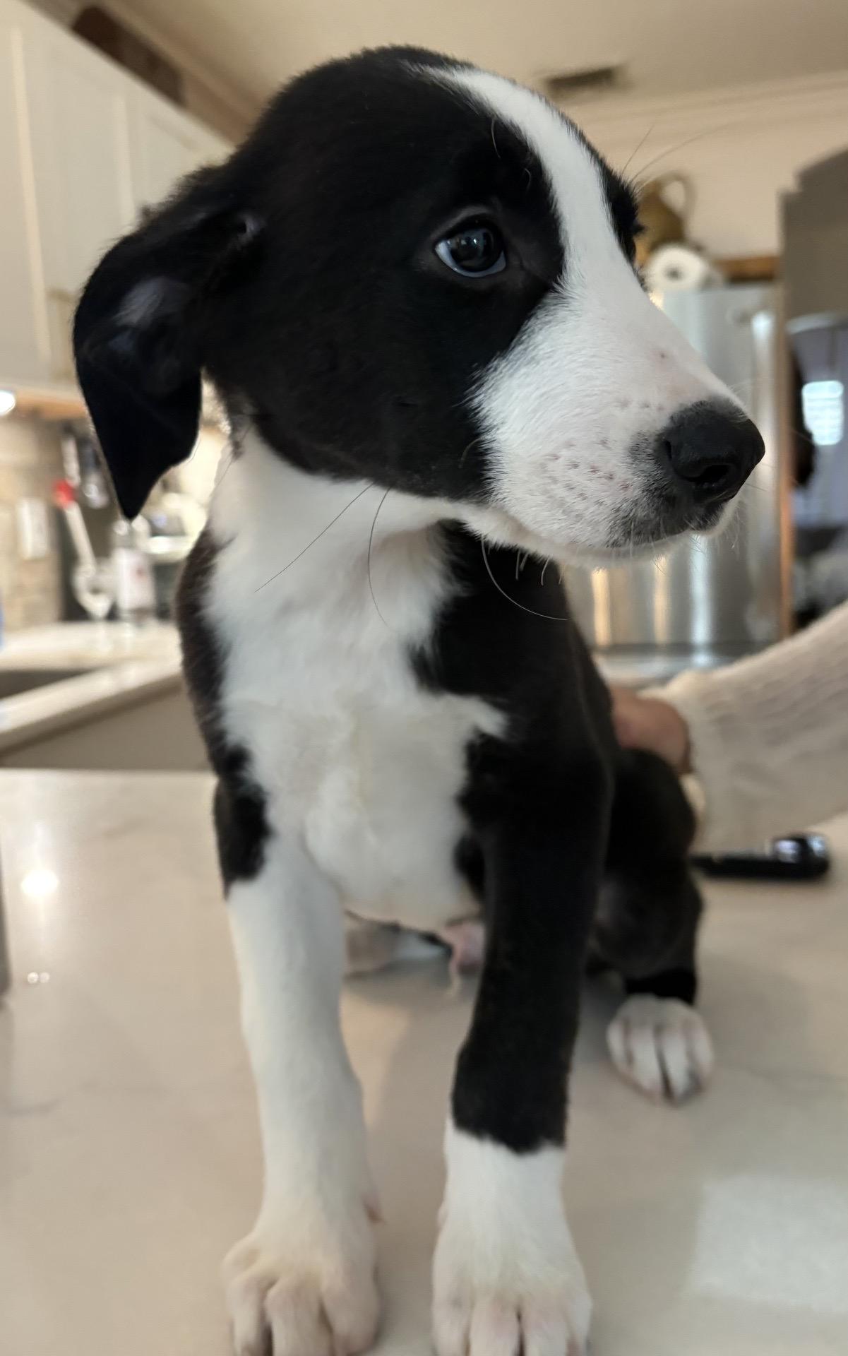 Enlarge Kennedy, a Adoptable mixed breed in Copiague, NY image 4/5