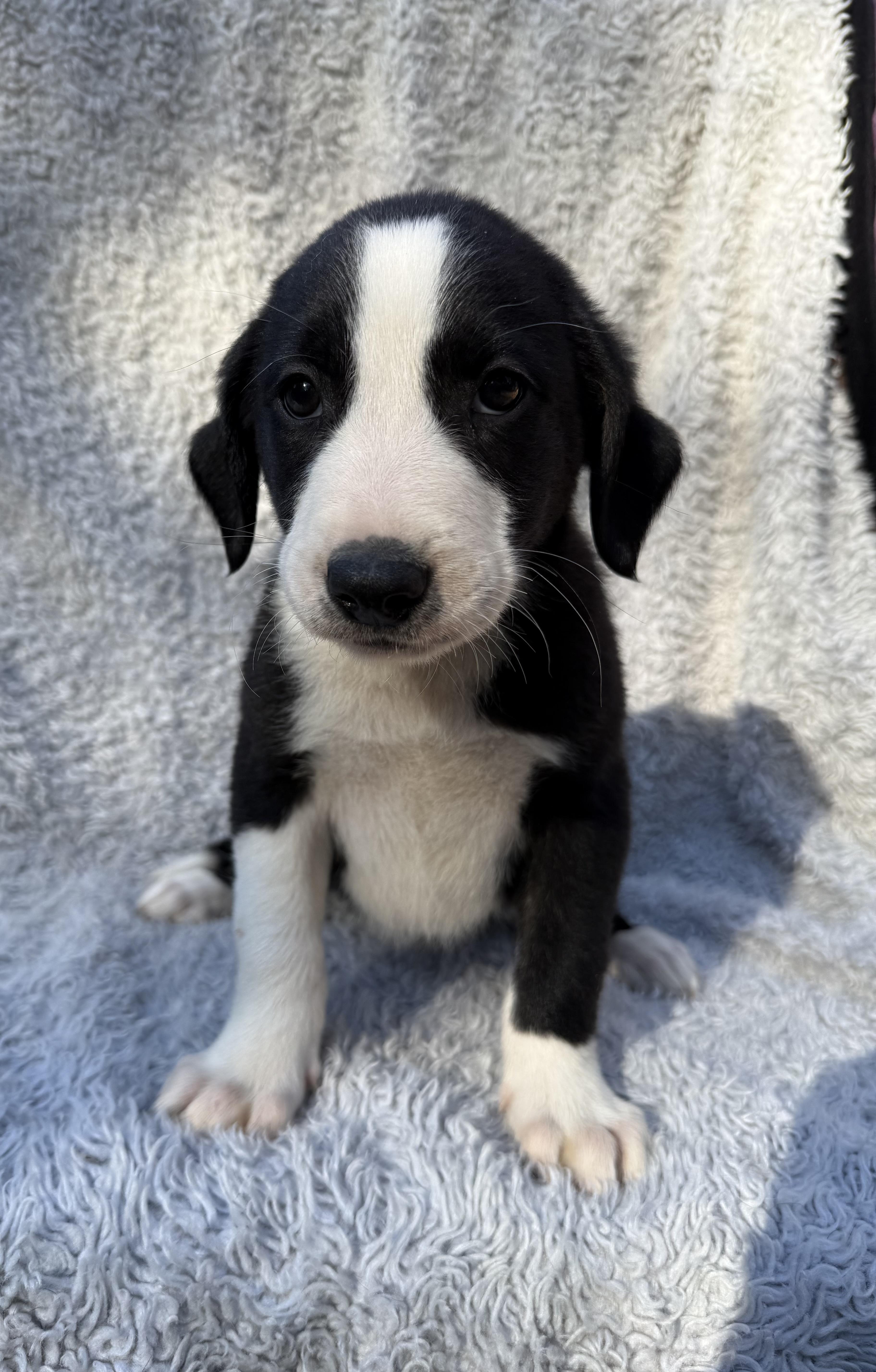 Enlarge Kennedy, a Adoptable mixed breed in Copiague, NY image 2/5