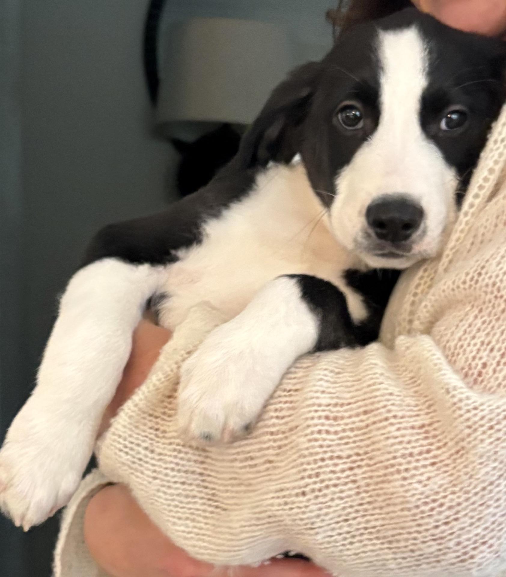 Kennedy, Adoptable, Puppy Male Border Collie.