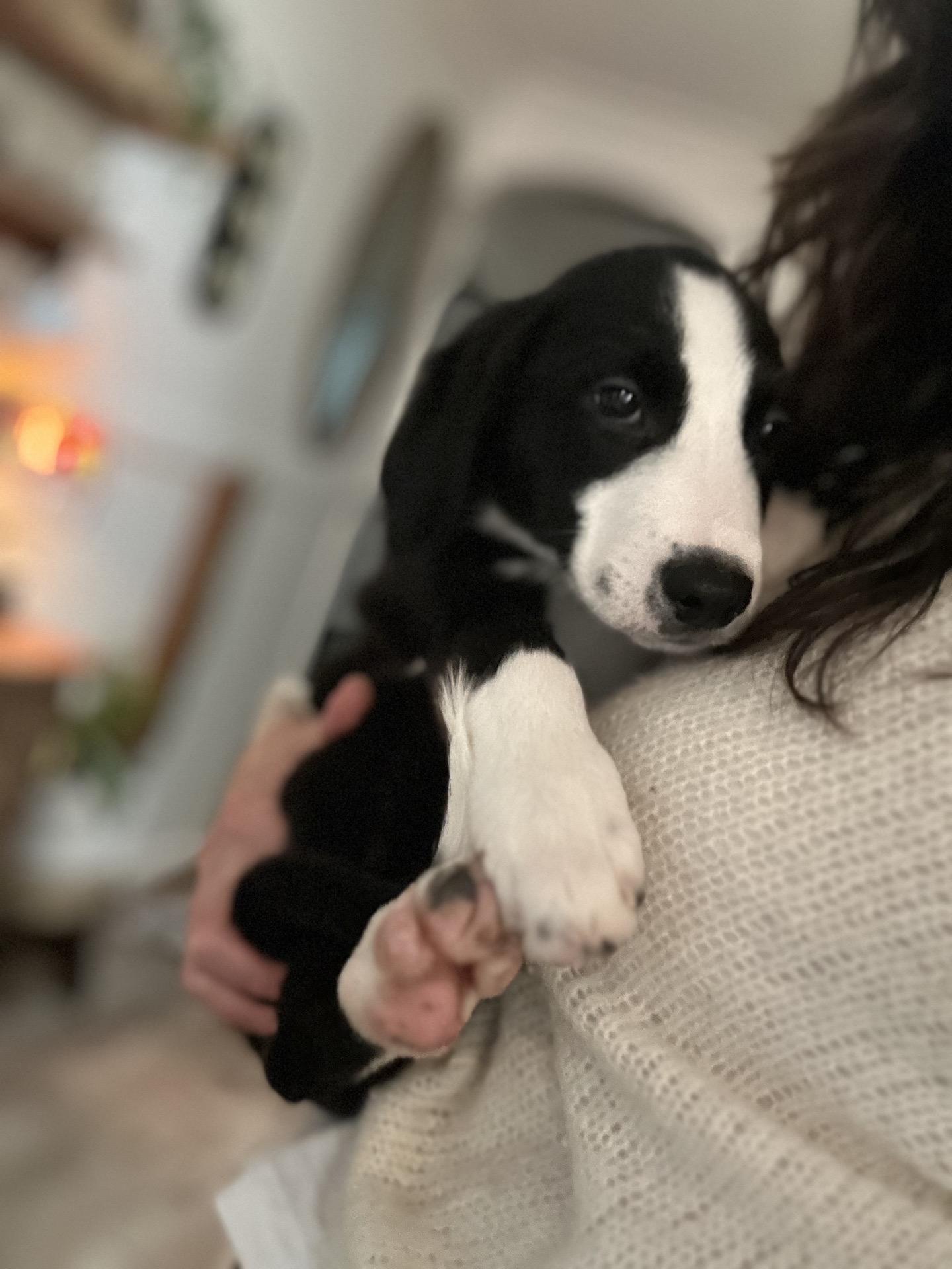 Enlarge Kennedy, a Adoptable mixed breed in Copiague, NY image 3/5