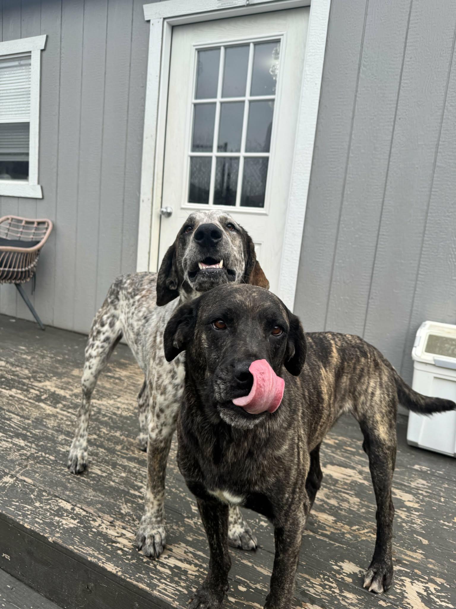 Enlarge Eve, a ADOPTABLE mixed breed in Richmond, KY image 5/6