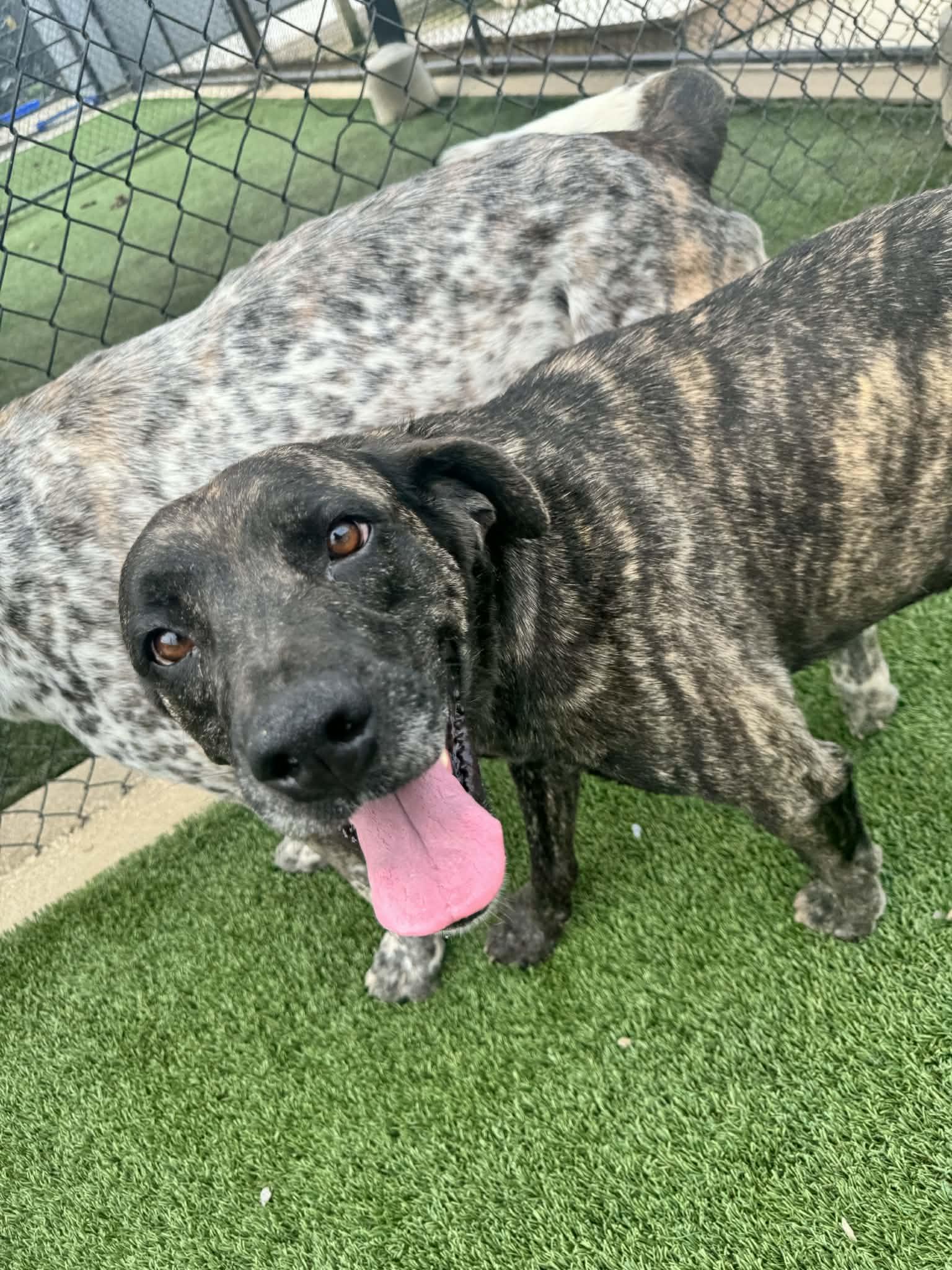 Eve, ADOPTABLE, Adult Female Plott Hound.