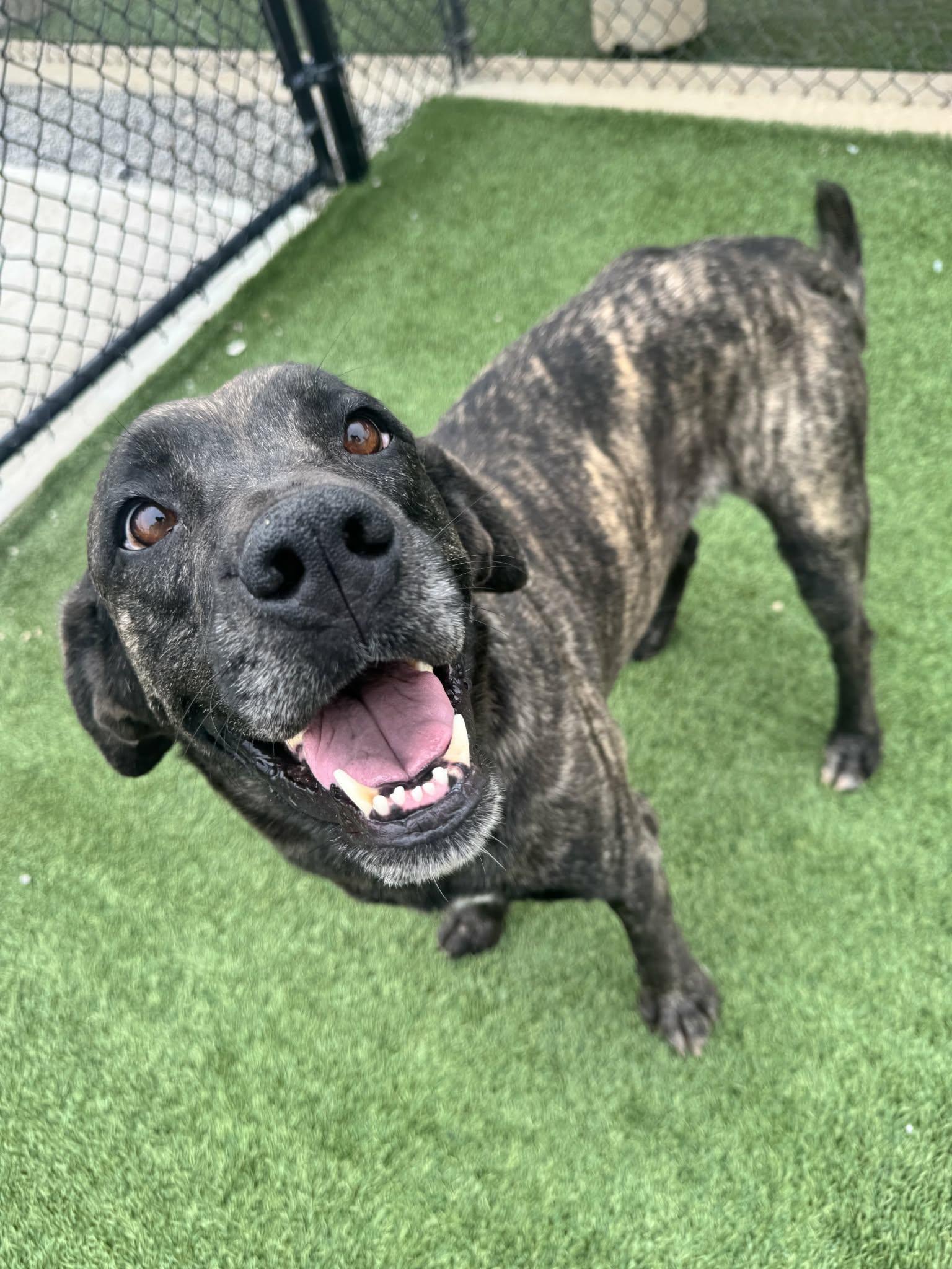 Enlarge Eve, a ADOPTABLE mixed breed in Richmond, KY image 3/6