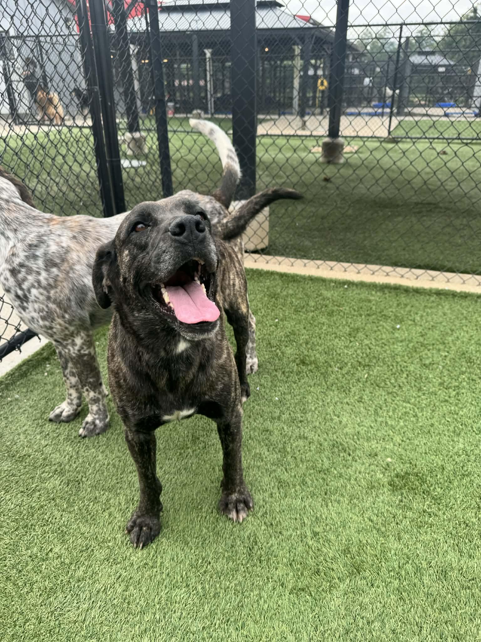 Enlarge Eve, a ADOPTABLE mixed breed in Richmond, KY image 2/6