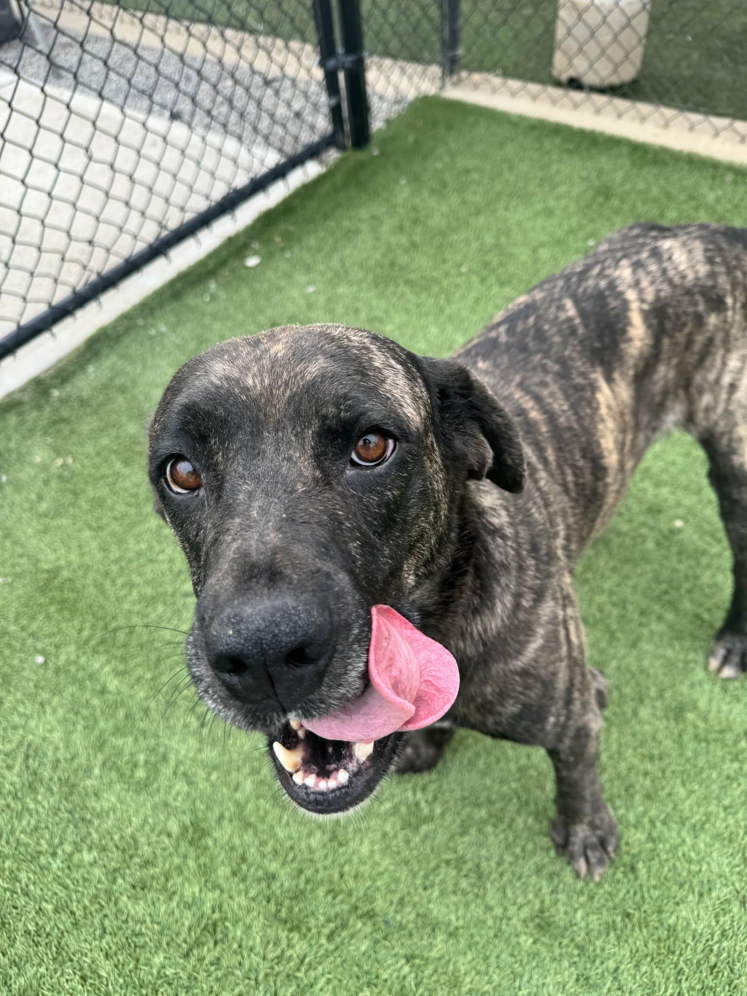 Enlarge Eve, a ADOPTABLE mixed breed in Richmond, KY image 6/6