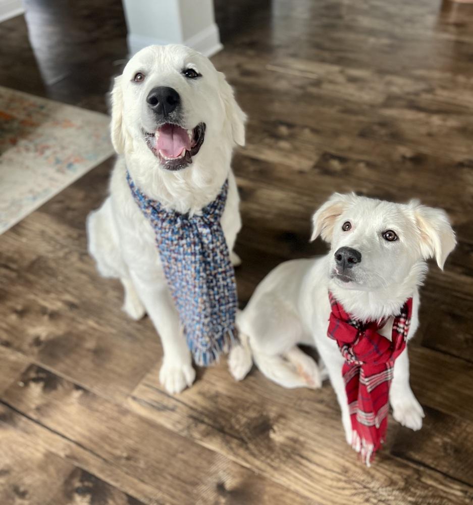 Enlarge 25-122 Fable, a Adoptable mixed breed in Richardson, TX image 2/6