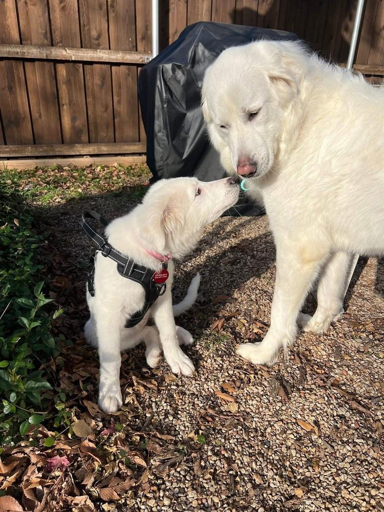 25-122 Fable, Adoptable, Puppy Female Great Pyrenees & Labrador Retriever.