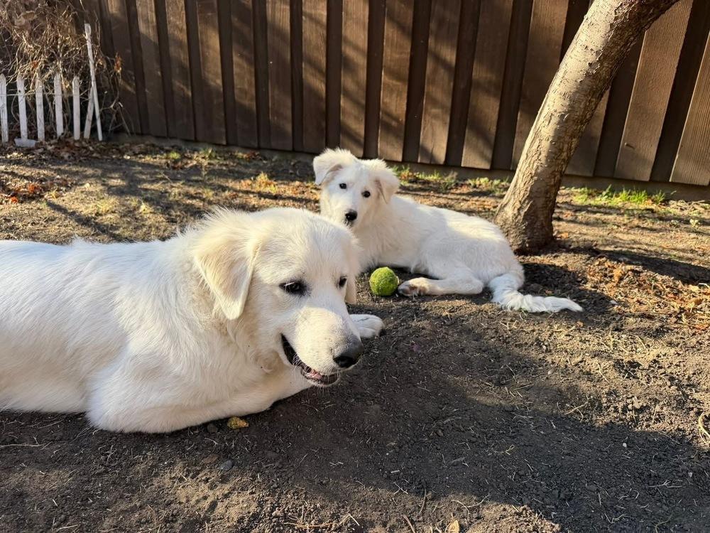 Enlarge 25-122 Fable, a Adoptable mixed breed in Richardson, TX image 2/6