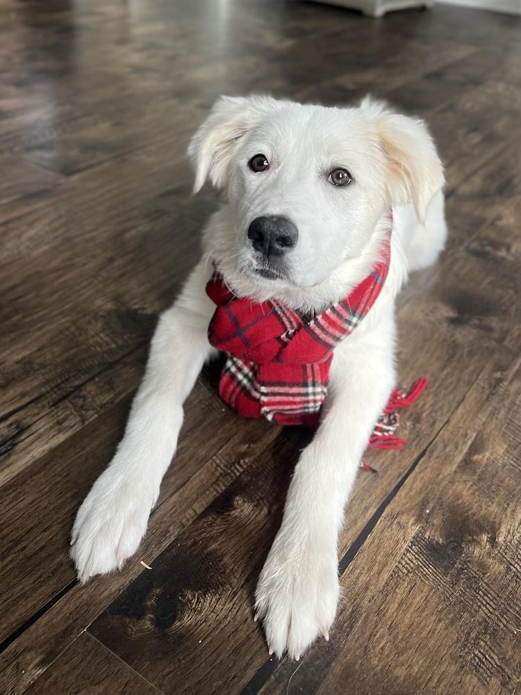 Enlarge 25-122 Fable, a Adoptable mixed breed in Richardson, TX image 4/6