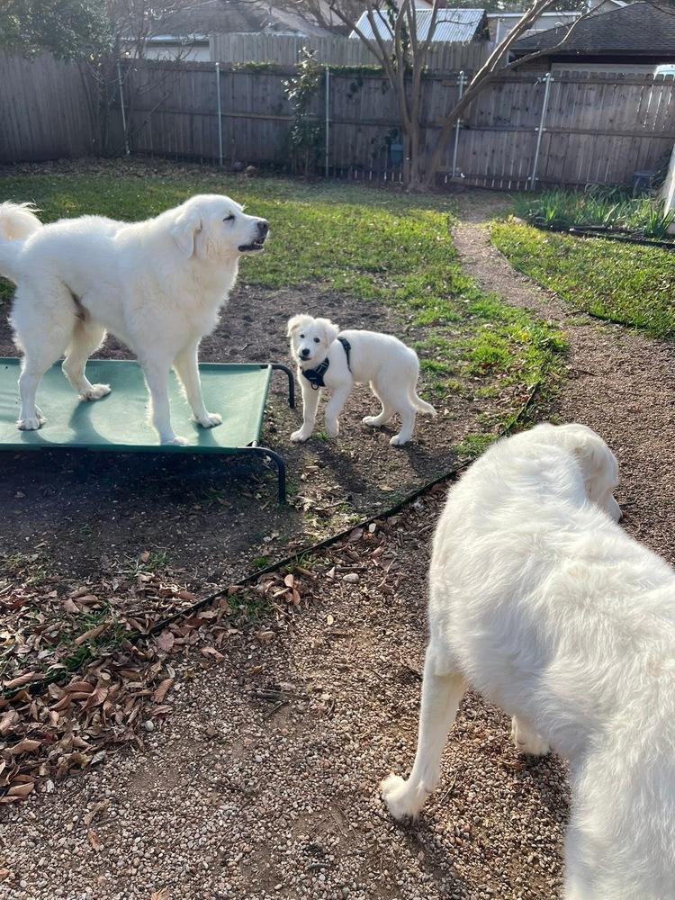 Enlarge 25-122 Fable, a Adoptable mixed breed in Richardson, TX image 4/6