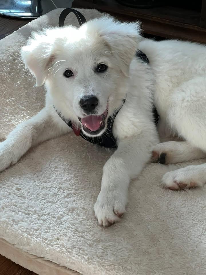 Enlarge 25-122 Fable, a Adoptable mixed breed in Richardson, TX image 5/6