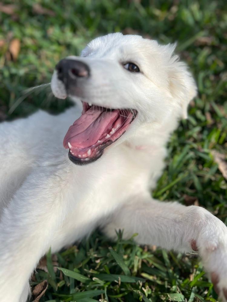 Enlarge 25-122 Fable, a Adoptable mixed breed in Richardson, TX image 6/6