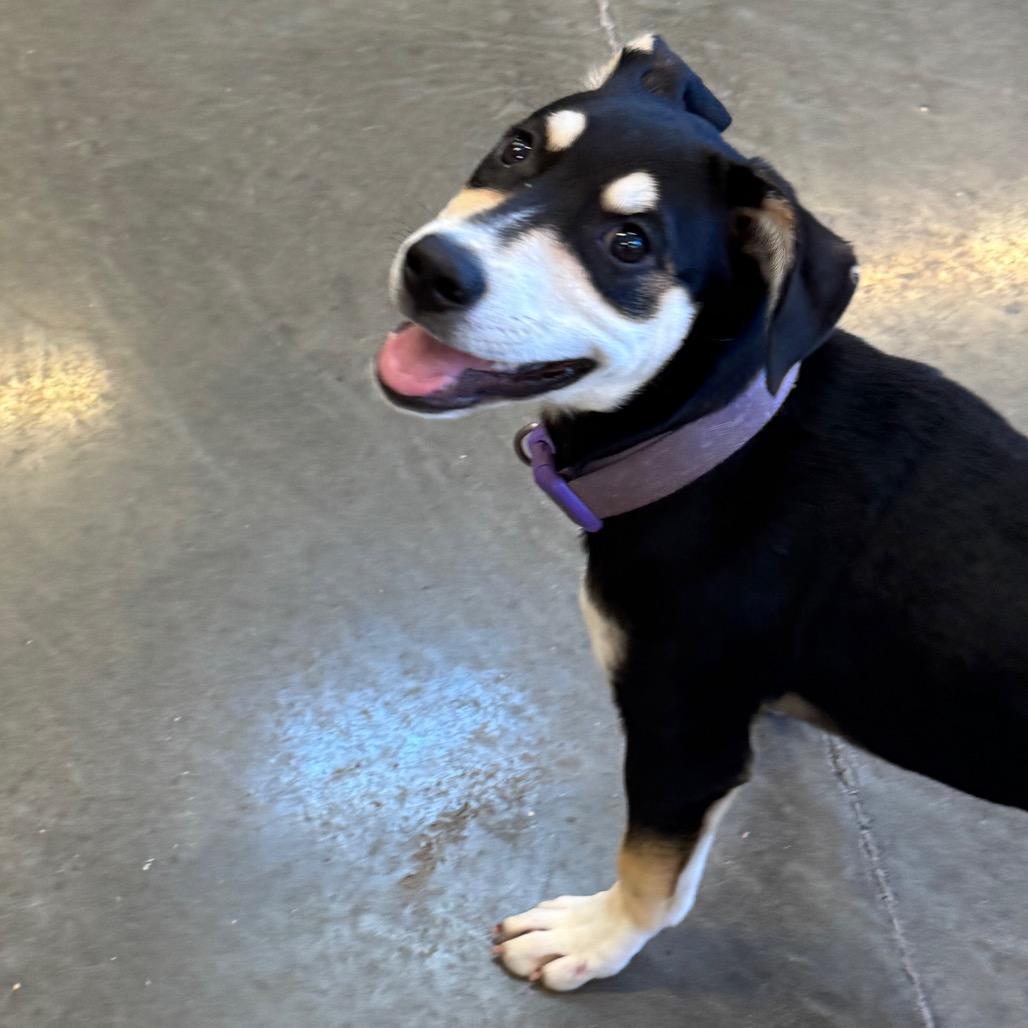 Yala, Adoptable, Puppy Female Treeing Walker Coonhound & Labrador Retriever.