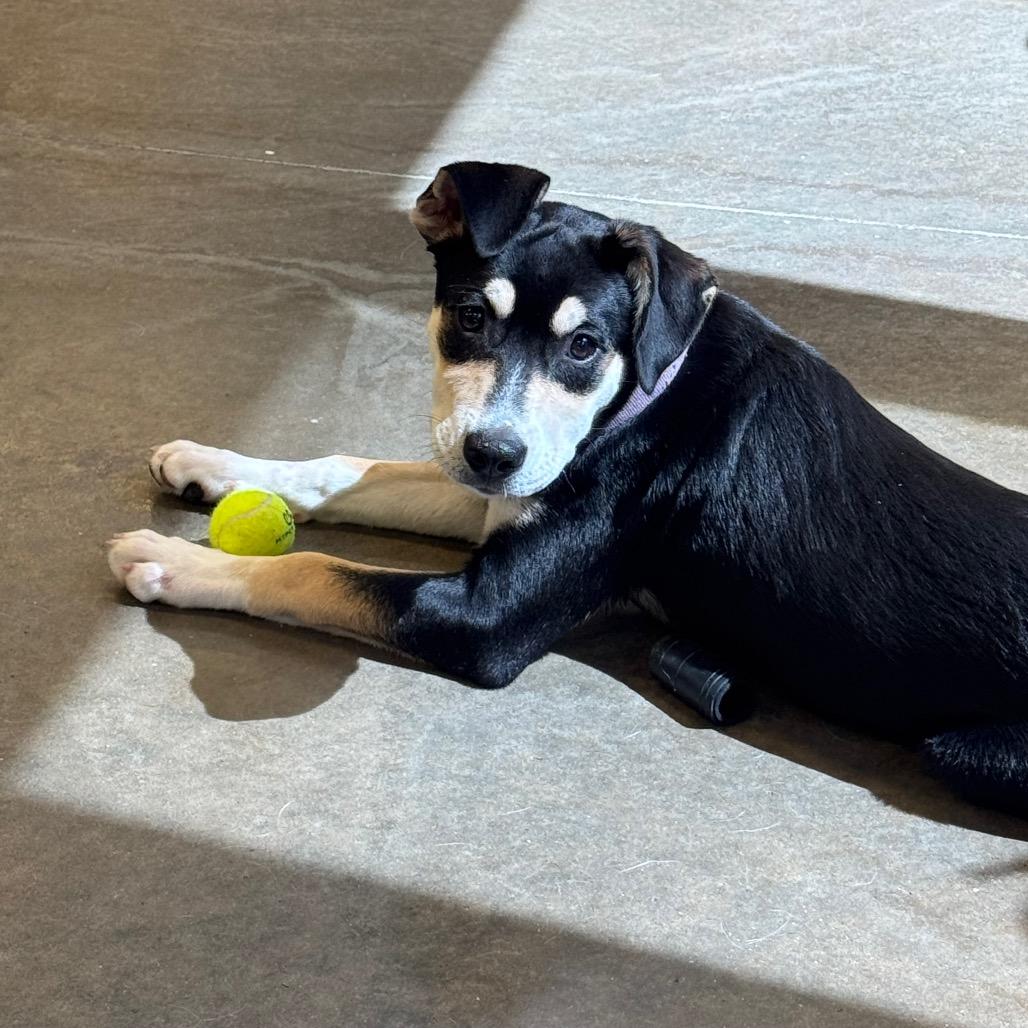 Yala, a Adoptable mixed breed in Mankato, MN image 2/5