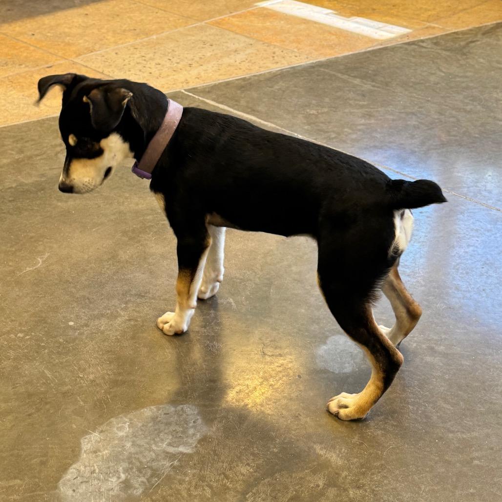 Yala, a Adoptable mixed breed in Mankato, MN image 3/5